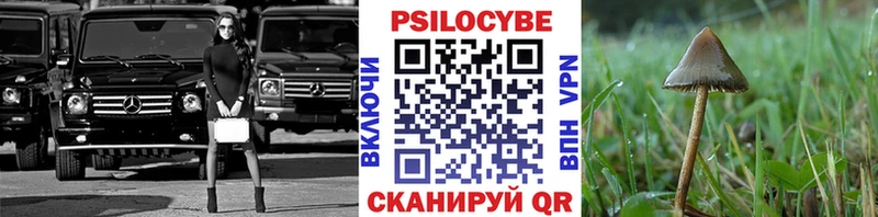 цены   Гдов  Галлюциногенные грибы Cubensis 
